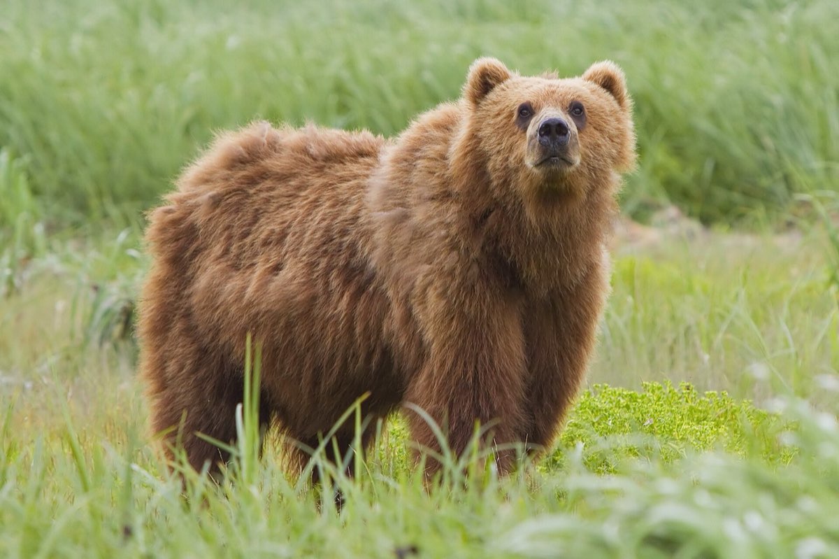 A brown bear standing in a meadow