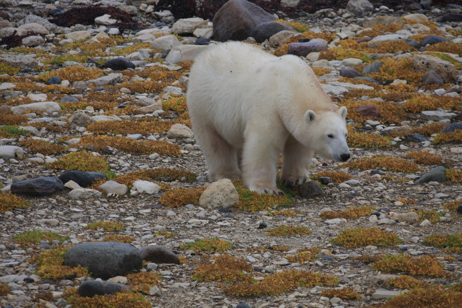 A polar bear walking across lichen-covered rocks on the Hudson Bay shore near Churchill