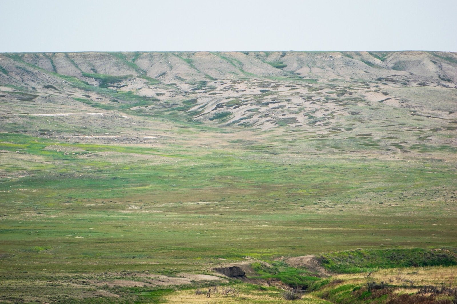 Green and gold prairie rolling toward eroded hills in Grasslands National Park